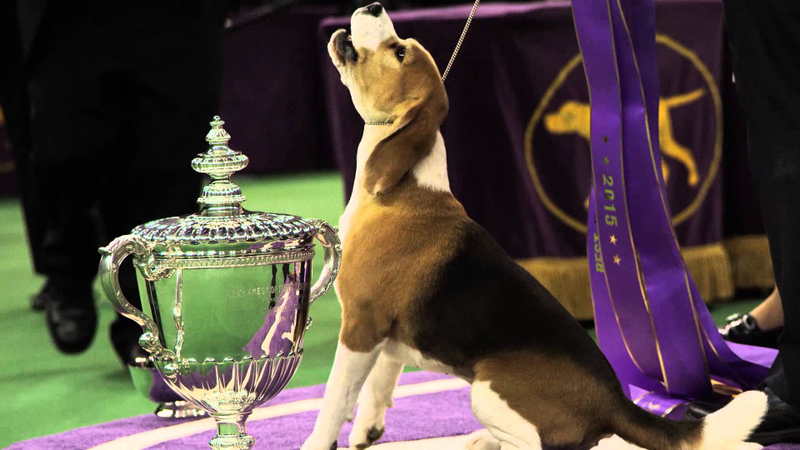 Illustration for article titled The Republican Presidential Debate, but as a dog show